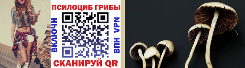 дарнет шоп  KRAKEN   Псилоцибиновые грибы ЛСД  Долгопрудный 